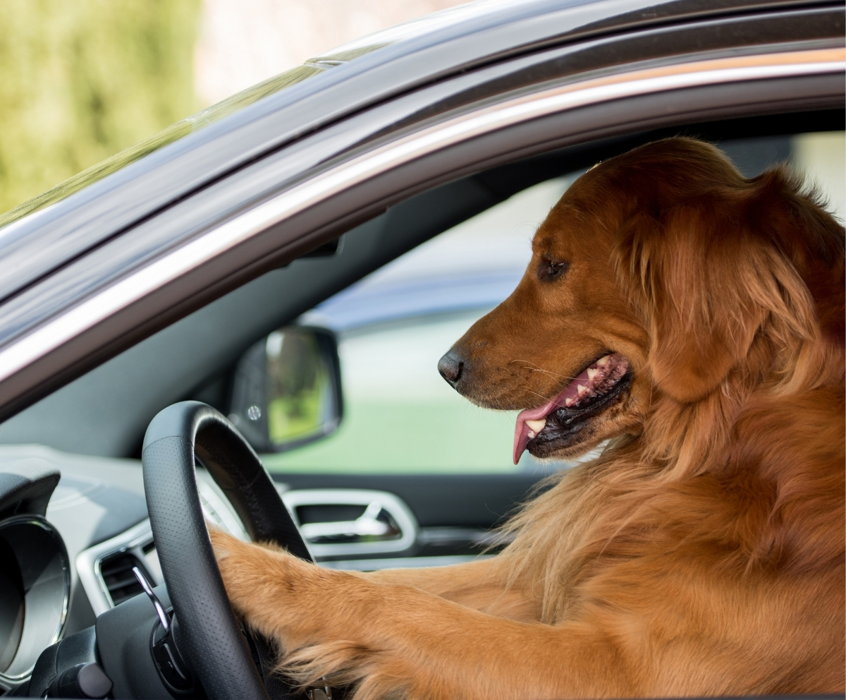 Dog sitting in the driver seat representing peace of mind on the road